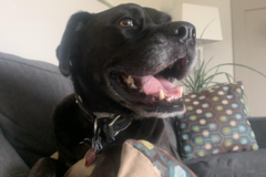 Request Quote: Reiki for Pets – Holistic Healing for Pain and Anxiety  - Friendship, WI