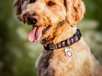 Pet Photographer Michigan