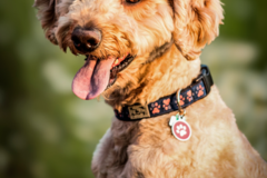 Request Quote: Heartfelt Pet Photography - Detroit, MI