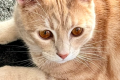 Request Quote: Northwest Animal Healing - Pet Psychic Medium - Nationwide
