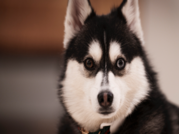 Pomsky