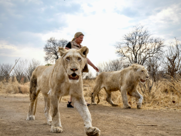 lions