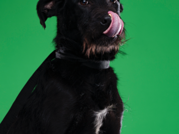 shelter dog