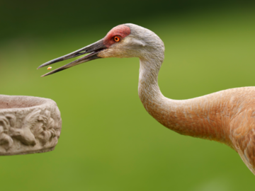 sandhill 