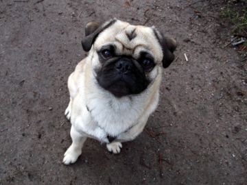 Cute Pug