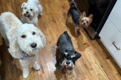 Request Quote: Katiuska - Professional Pet Sitting - Atlanta, GA