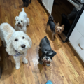 Katiuska - Professional Pet Sitting - Atlanta, GA