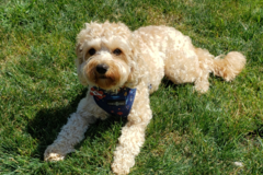 Request Quote: Tim Hatfield - Professional Dog Sitter - Issaquah, WA