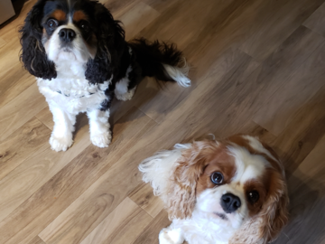 Brothers Bruley & Bosco