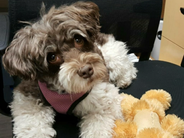 Mr. Adorable with his favorite toy
