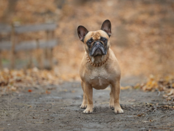 French Bulldog 