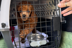 Request Quote: Mellow Pet Transport (Private)  - Columbia, SC