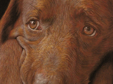 Chocolate Lab in Pastel 9x12"