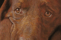Request Quote: Charcoal Pastel Pet Portrait Artist - Reno, NV