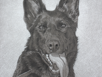 "Jet" 16x20" Charcoal & Pastel