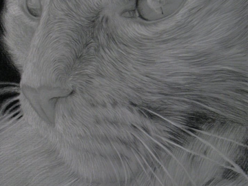Orange Tabby 9x12" Charcoal