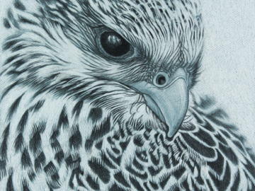 Gyr Falcon 11x14" Charcoal