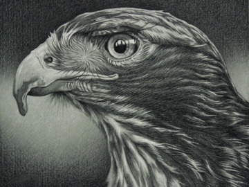 Red Tail Hawk 9x12" Charcoal