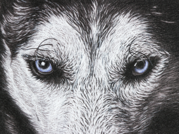 "Bailey's Wolf" 5x7" Pastel