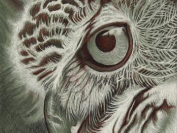 "Great Horned Owl" 5x7" Pastel on Pastelbord