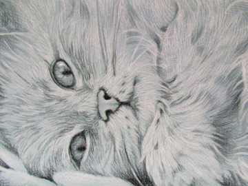 Kitten 5x7" Charcoal