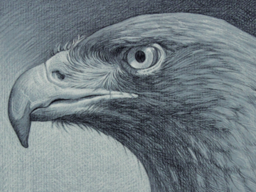 Hawk 5x7" Charcoal