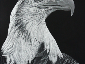 Bald Eagle 18x24" on pastelbord with varnish coating
