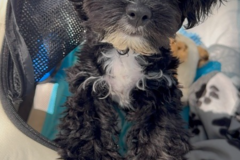 Request Quote: Your Pet’s Travel Bestie - Flight Nanny - Nationwide