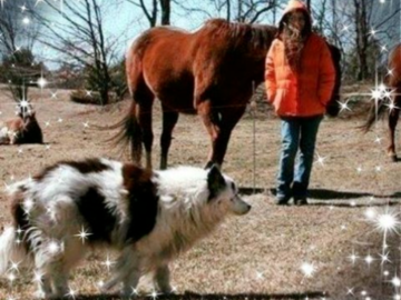 Lost Pet Finder Vermont