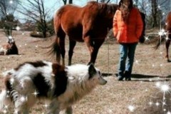 Request Quote: Remote Viewer - Depth Clairvoyance For Lost Pets - Nationwide