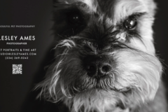 Request Quote: Stan's Photo - Pet Photography - Chicago, IL