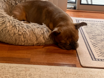 Pet Sitter Rockville Maryland