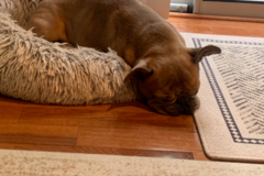 Request Quote: Jenny Chau - Dog and Cat Overnight Pet Sitter  - Rockville, MD