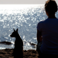 LCSW Psychotherapist - Pet Loss Grief Counselor - Nationwide