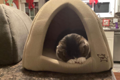 Request Quote: Animal Communication - Medium - Pet Healer - Nationwide