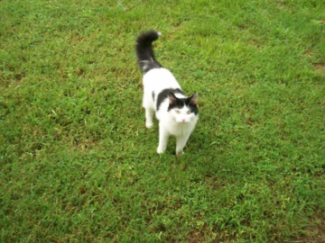 In Home Pet Sitting Jackson, Tennessee