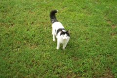 Request Quote: 731 Pet Sitting Services - Jackson, TN