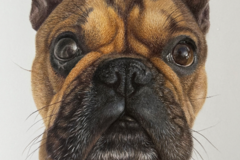 Request Quote: Danielle Calderon - Graphite and Colored Pencil Drawings - Nationwide