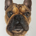 Danielle Calderon - Graphite and Colored Pencil Drawings - Nationwide