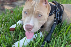 Request Quote: Webb Transport and Pet Delivery Services - Nationwide