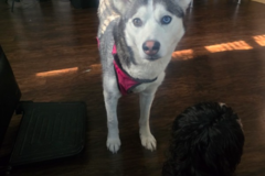 Request Quote: Annie Gunn - 24 Hour 7 Day Service Pet Transport - Indianapolis, IN