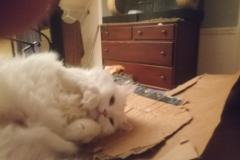 Request Quote: Shauna Crowley - Cat Behaviorist and Trainer  - Nationwide