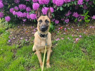 18 month old Malinois