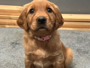 Golden Retriever puppy 
