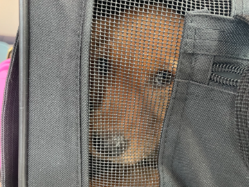 Golden Retriever puppy ready for her flight home.