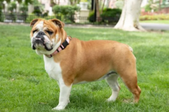 good in dog training  - Palos Verdes Estates, CA