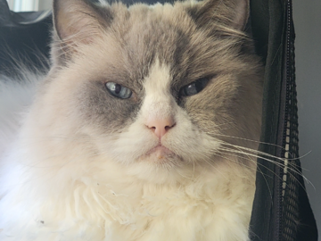 Finnegan