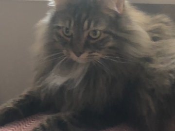 Lenny