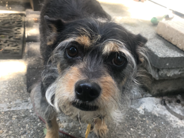 Frankie