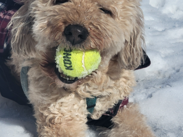 Oliver